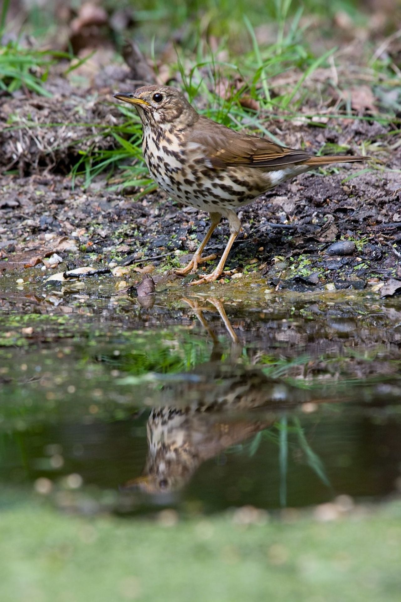Een zanglijster foto Saxifraga Jan Nijendijk