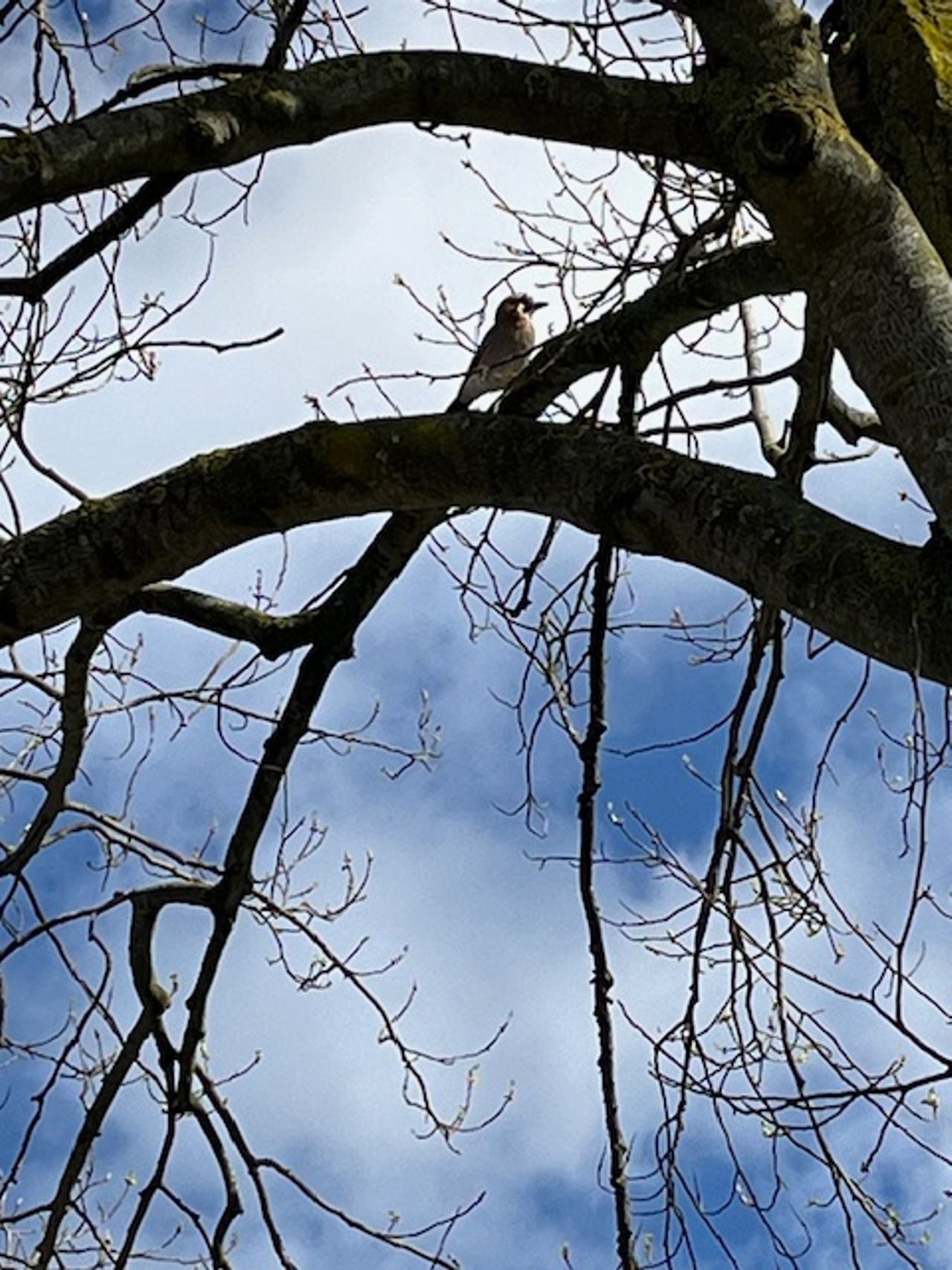 Een Vlaamse gaai (foto: Sybren Antonides).
