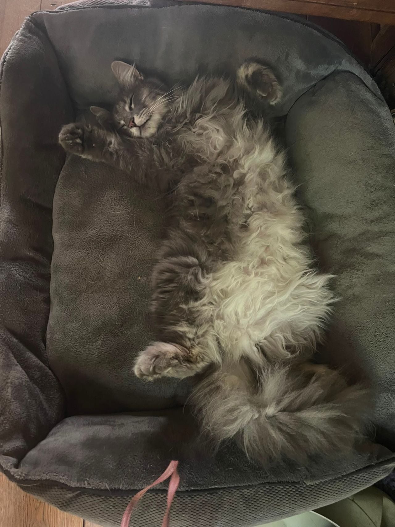 Kat Elvie is vermist nadat ze per ongeluk meereed met een container (foto: Jolanda de Graaf).