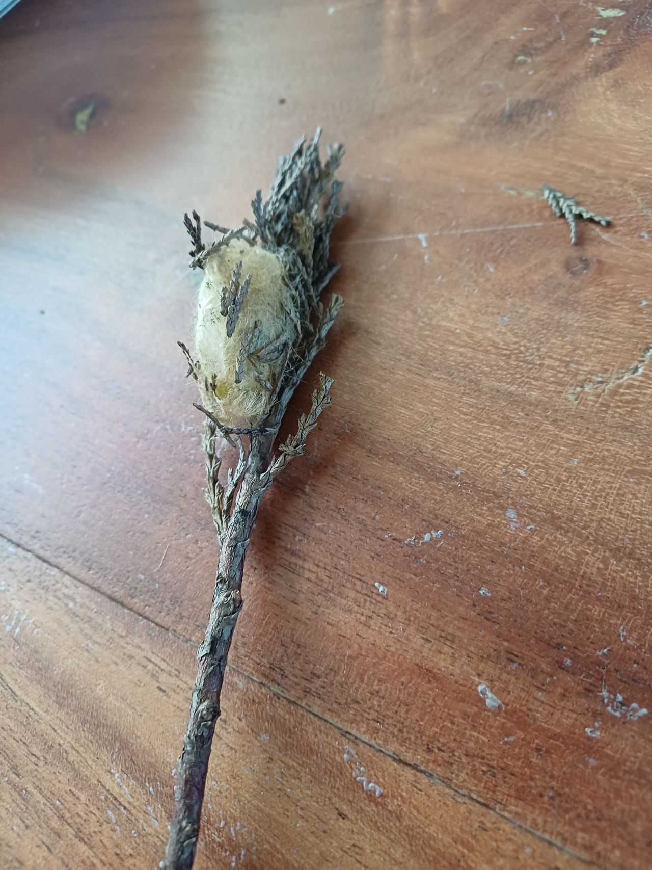 Een cocon van een spin (foto: Piet Verhagen).