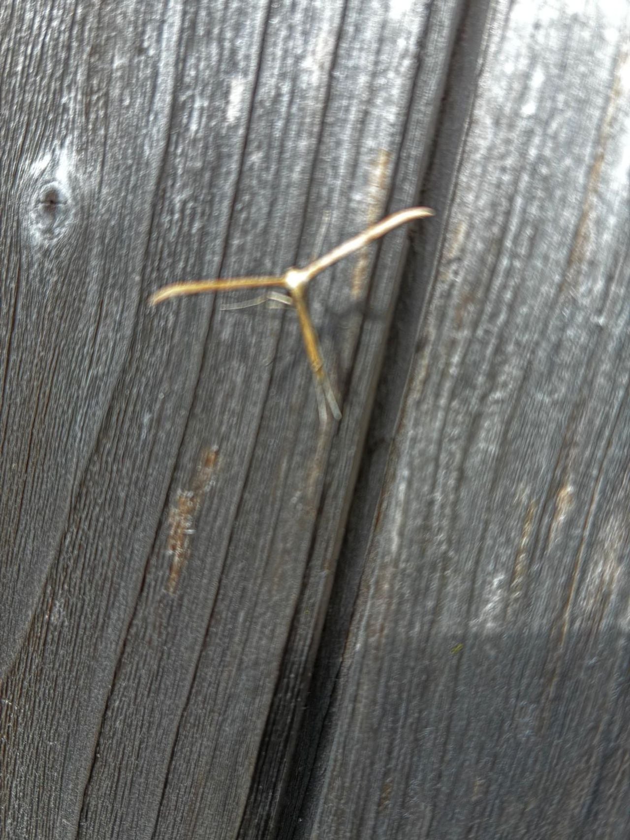 Vermoedelijk een windevedermot (foto: Liesbeth Van de Nieuwenhof ).