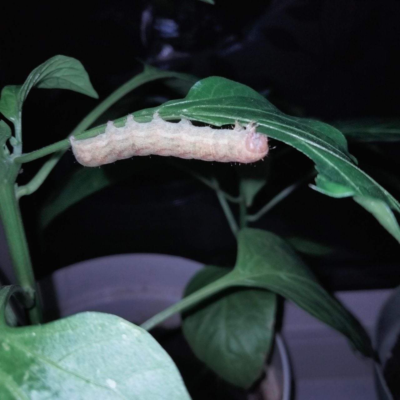 Een rups in huis (foto: Ellen E.).