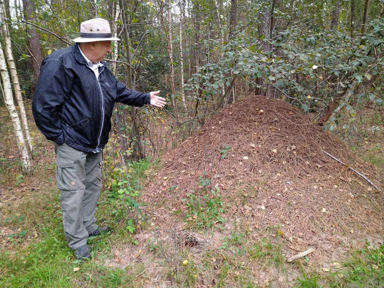 Een mooie grote koepel van de kale rode bosmier in natuurgebied Kampina (foto: archief).