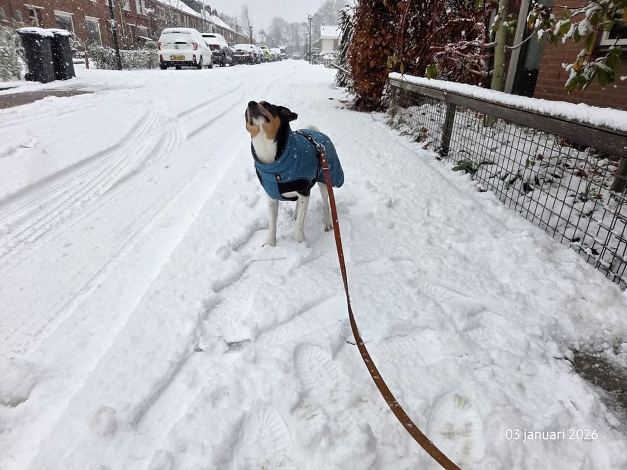 Het hondje Bennie van 4 uit Oisterwijk geniet van de sneeuw in zijn straat. Wie blijft er bij dit weer nou binnen, zo lijkt hij zich af te vragen.