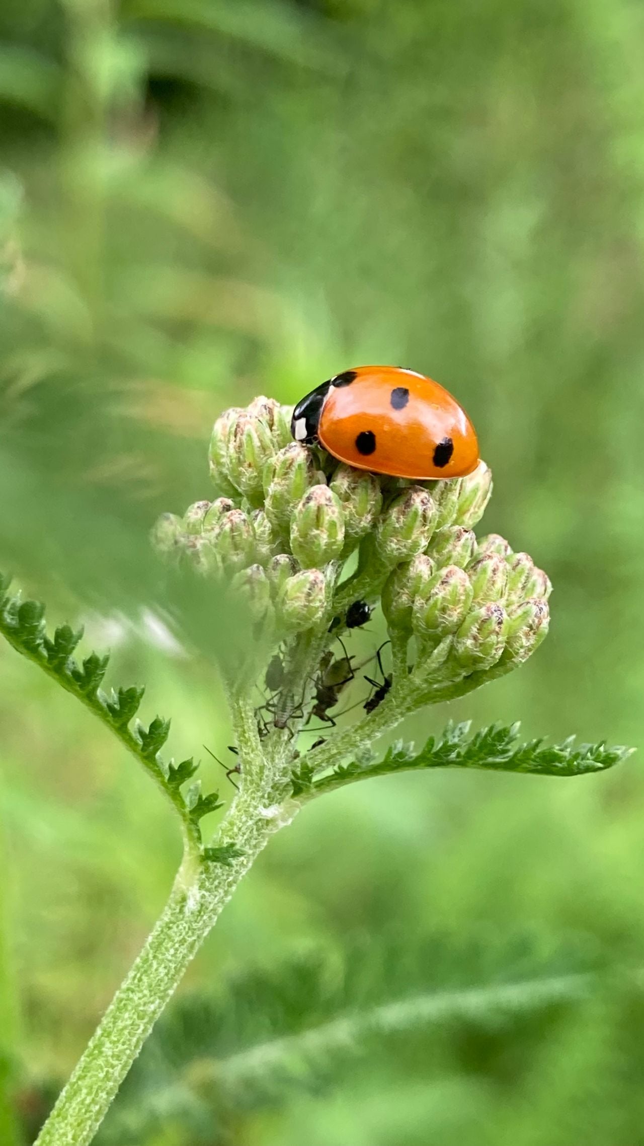 Een zevenstippig lieveheersbeestje (foto: IVN Uden).