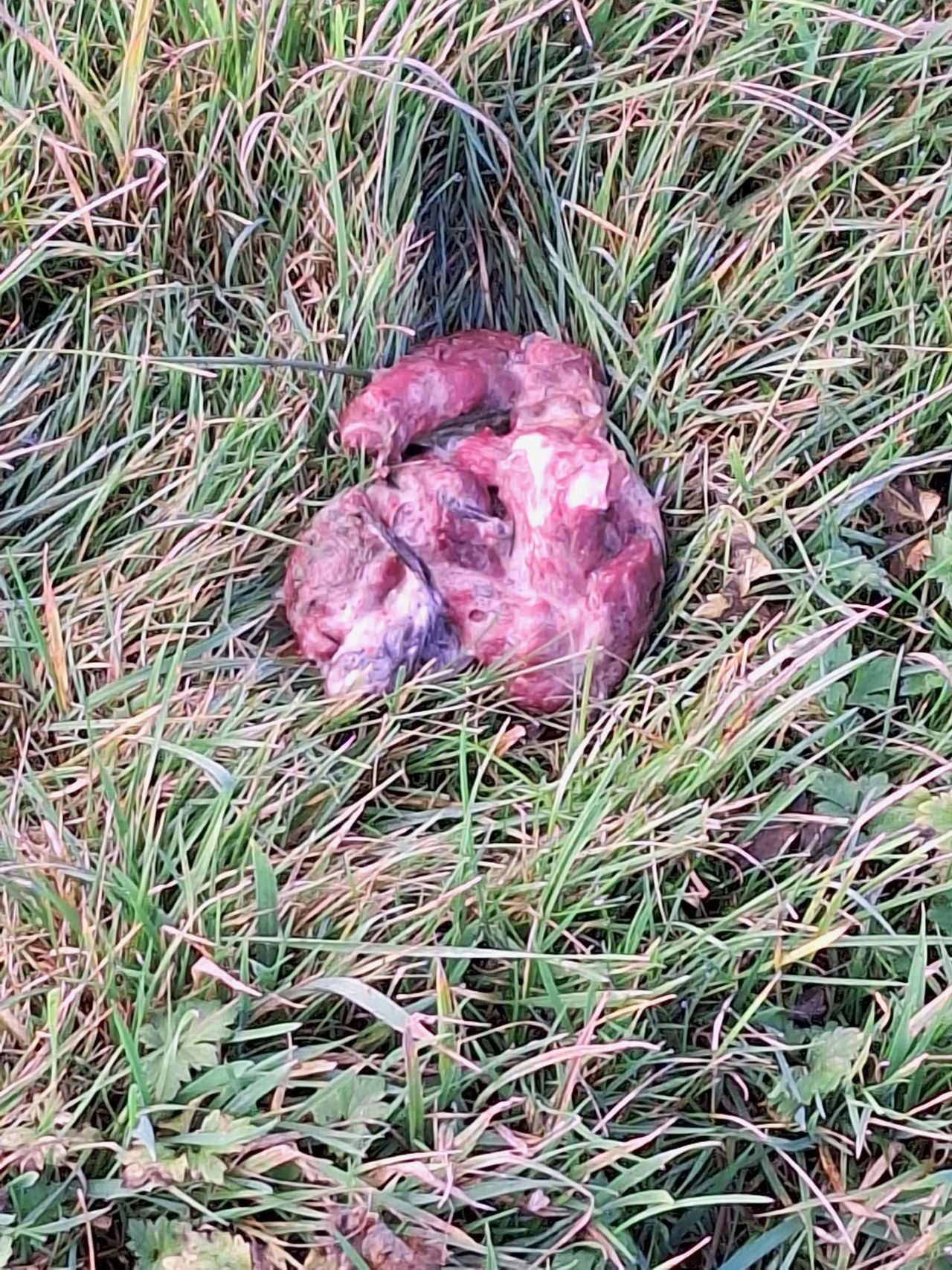 Uitwerpselen van een steenmarter (foto: Dorien Sledsens).