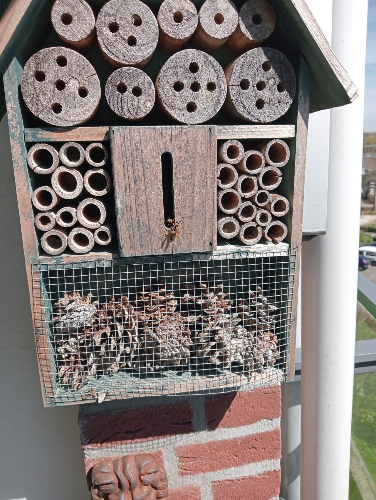 Franse veldwespen op insectenhotel (foto: Pieter J.M. Emmen).