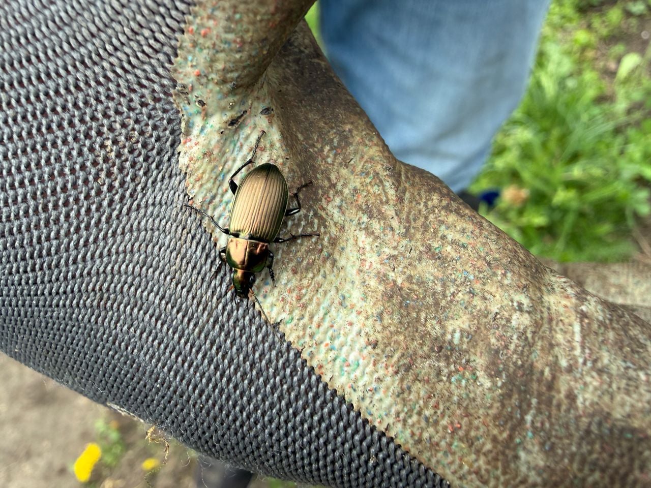 Een kielsprietloopkever (foto: Mylène van der Nagel).