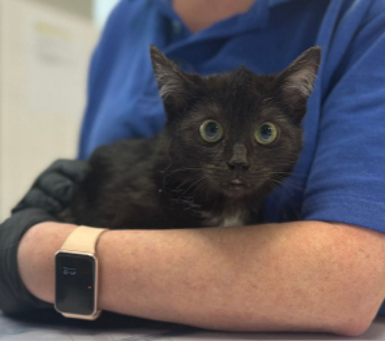 De kitten was eerst angstig, maar inmiddels is ze weer helemaal de oude (foto: dierenasiel ROZE).