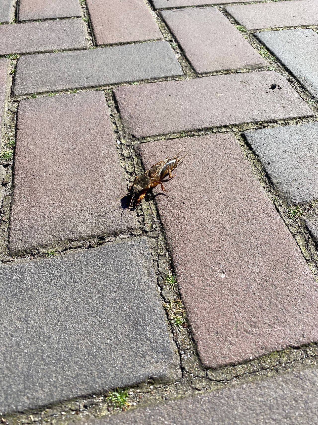 Een veenmol (foto: Ad Kieboom).