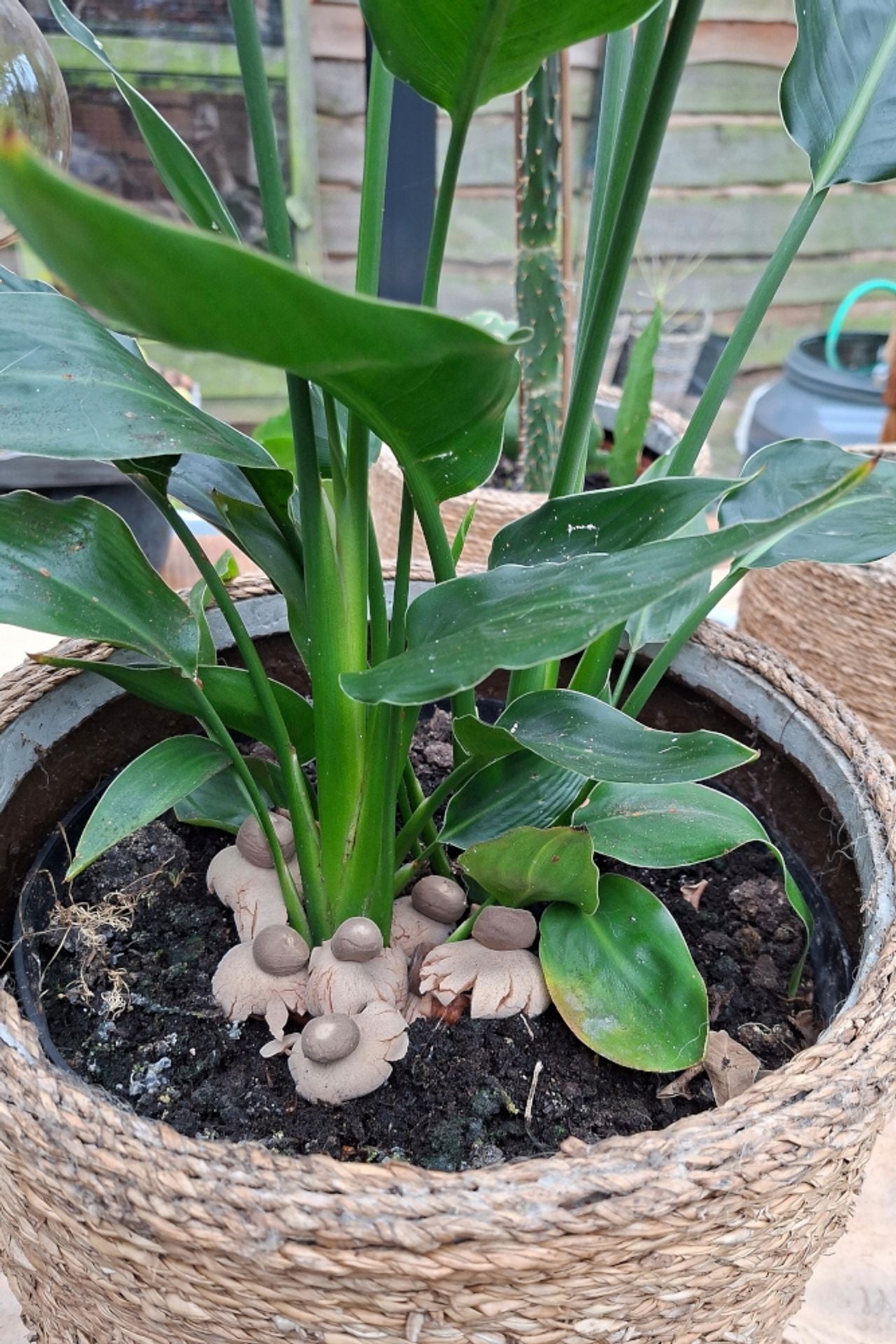 Geastrum welwitschii (Aardster via Koos Werther).