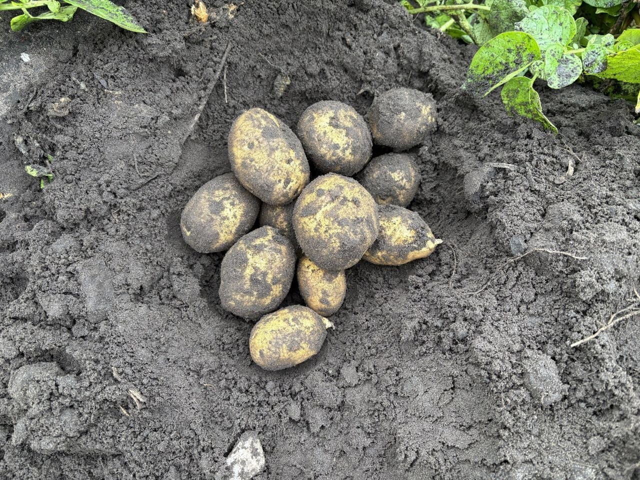 Verse oogst van het land van Jacob van den Borne (foto: Karin Kamp).