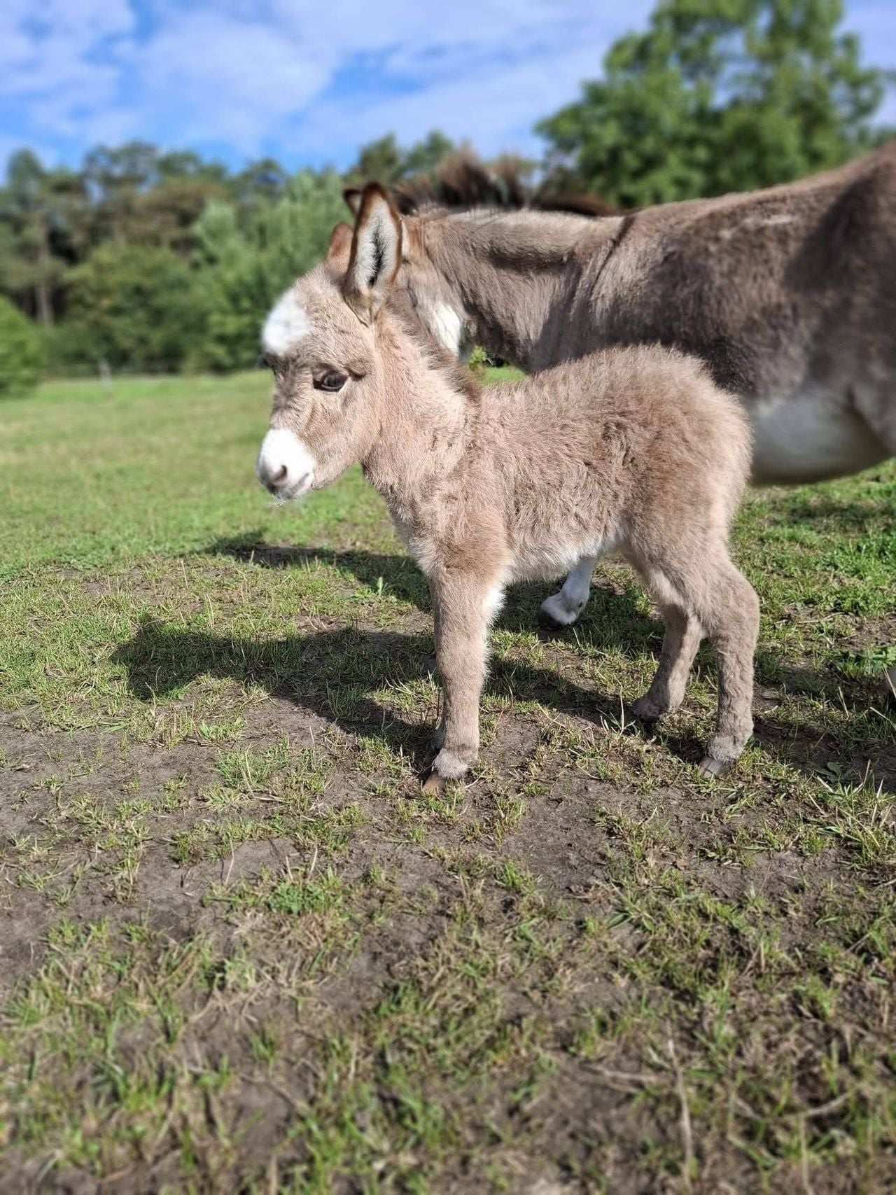 Baby-ezel Pleun (foto: het Ezelparadijs).