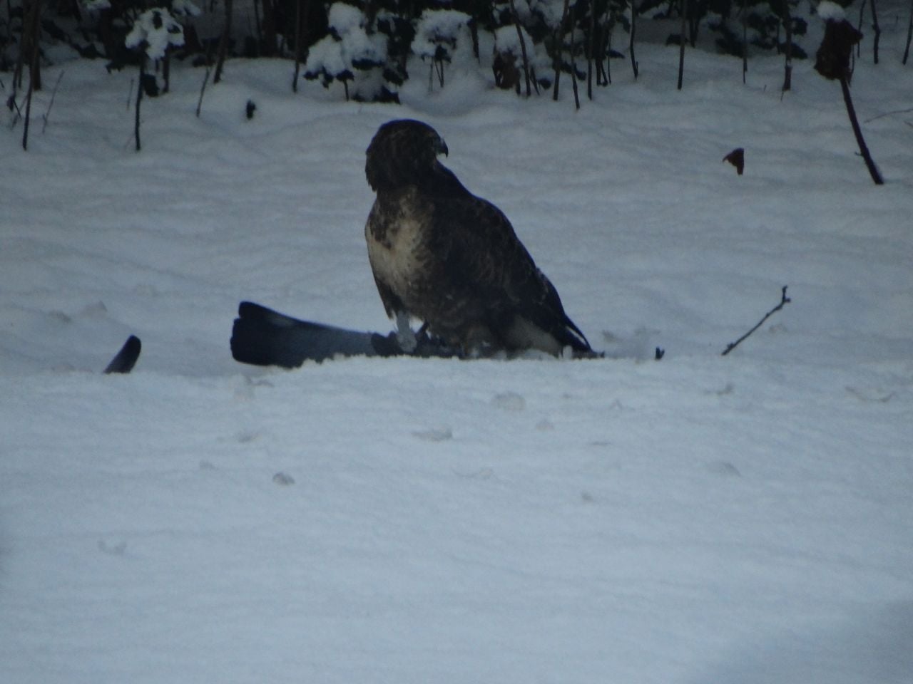 Een buizerd vangt duif (foto: Rik Roemen).