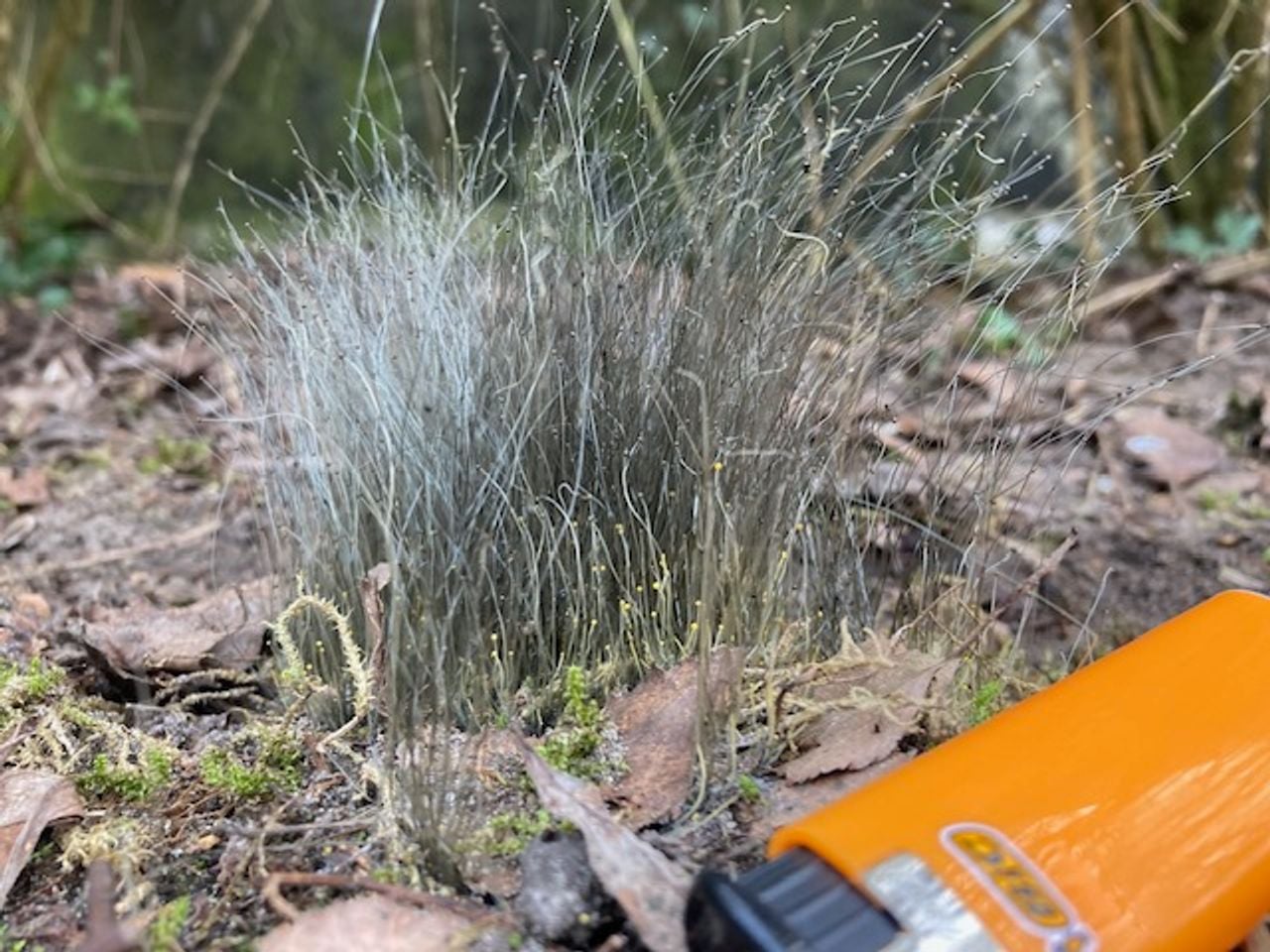 Een lagere schimmel (foto: John de Koning).