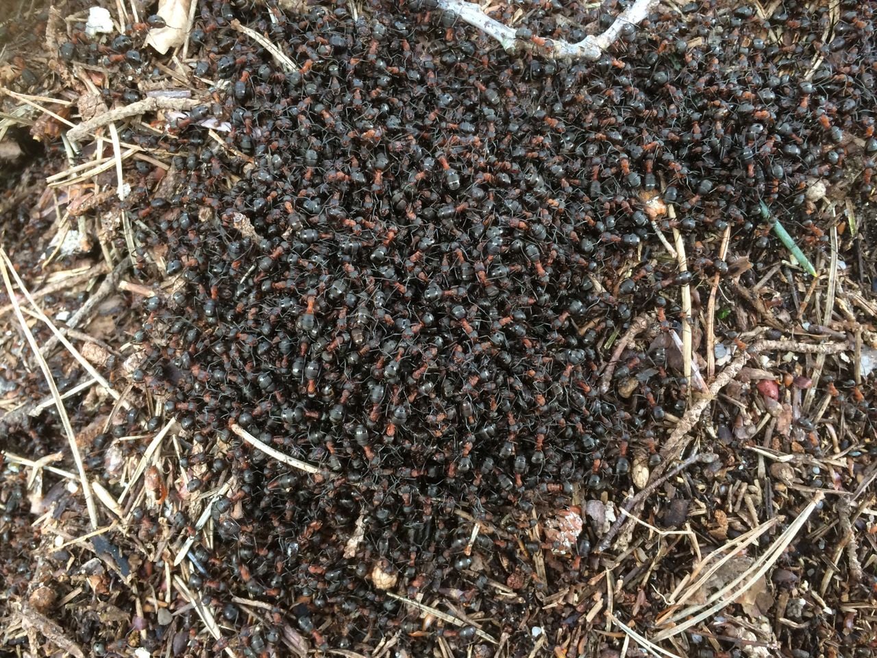 Zo vangen mieren massaal warmte op in februari (foto: Frans Kapteijns).