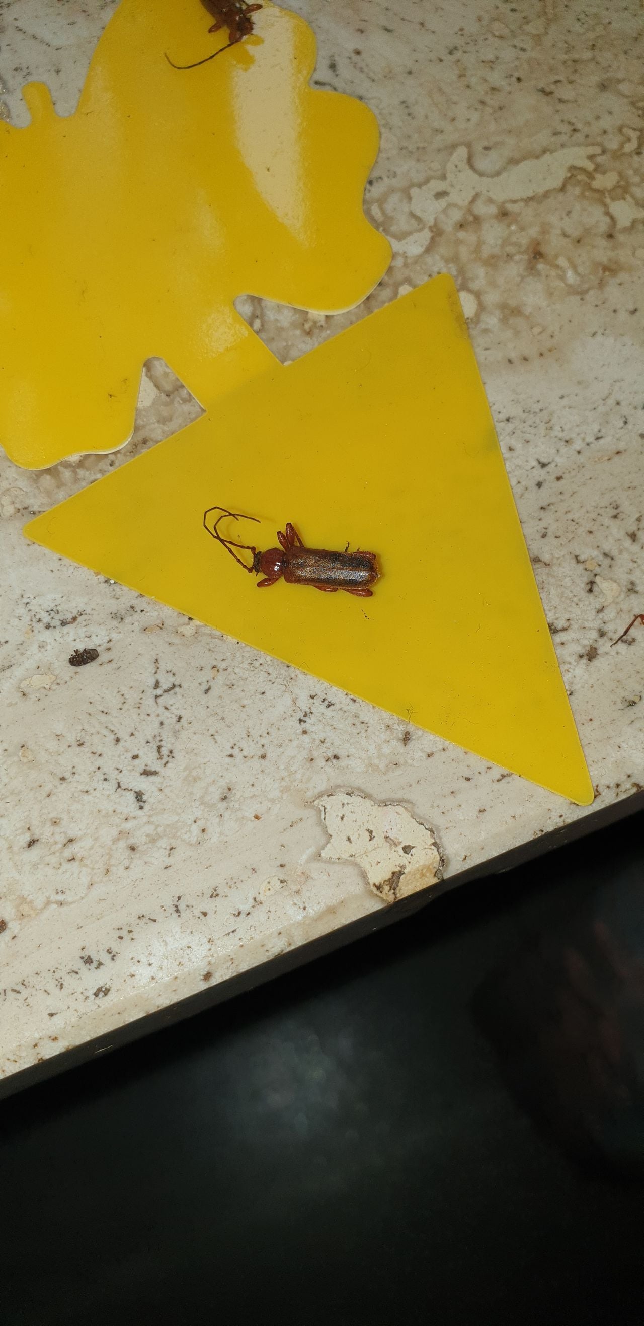Een veranderlijke boktor (foto: Hermien de Jong).