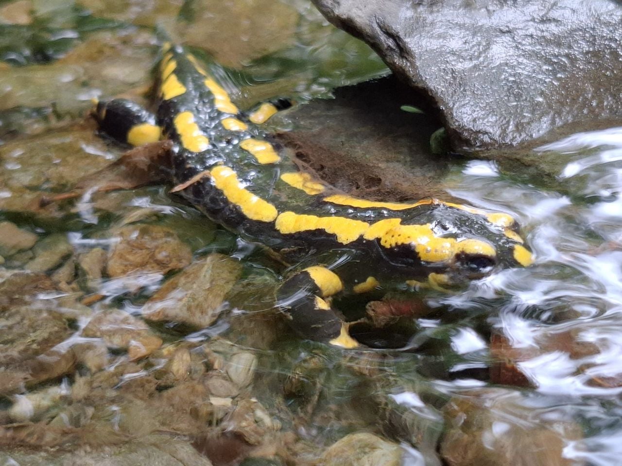Een vuursalamander (foto: Menno van Rooij).