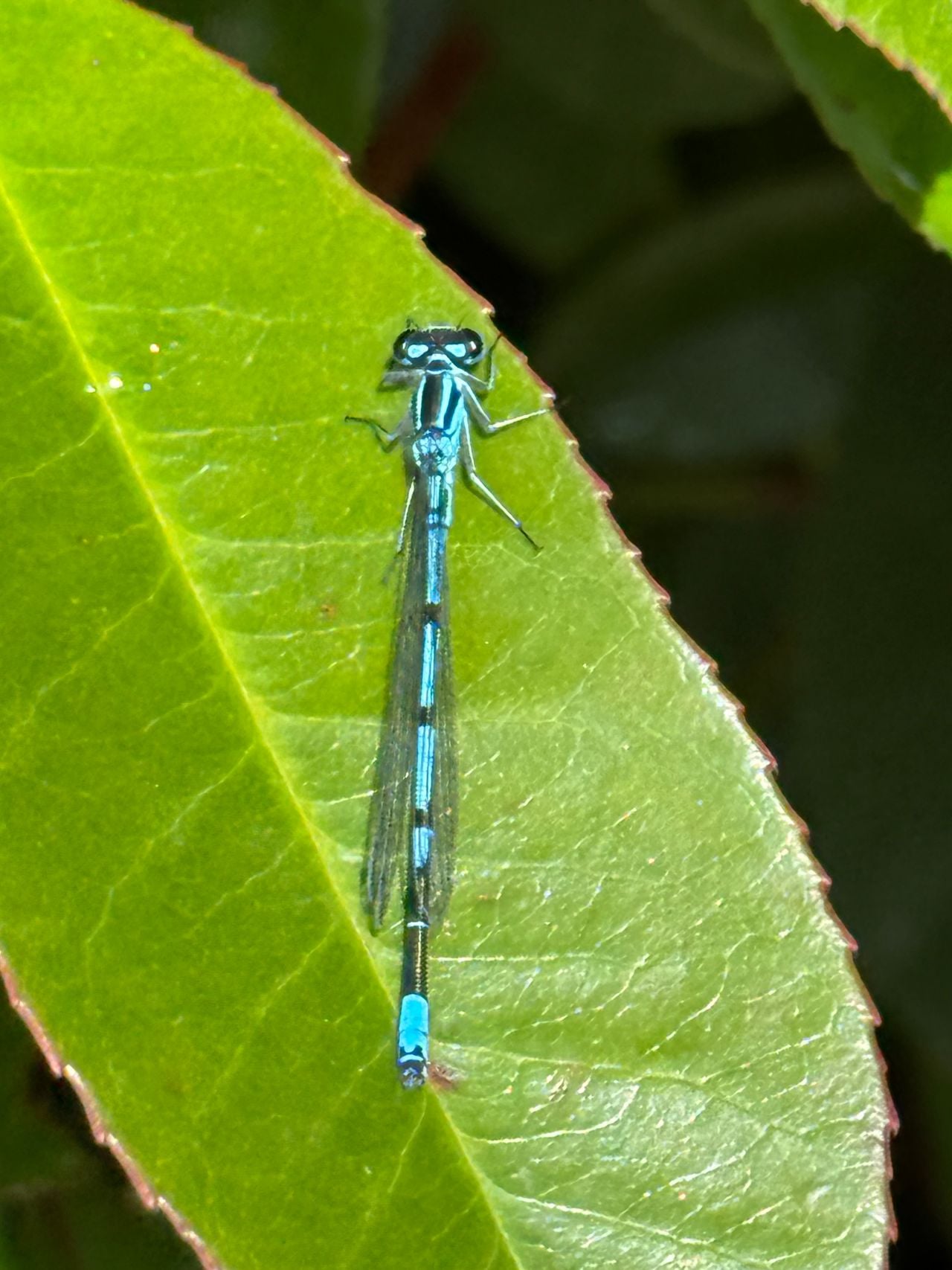 Een azuurwaterjuffer (foto: Gerry Van Iperen).