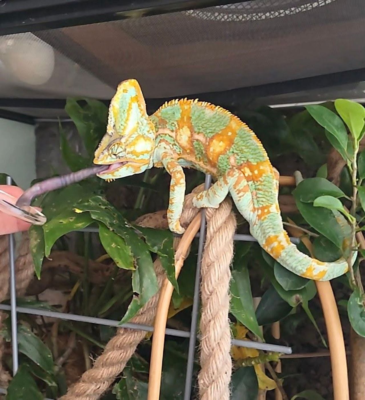 Kameleon Leo wordt al goed verwend met iets lekkers (foto: Githa van Someren).