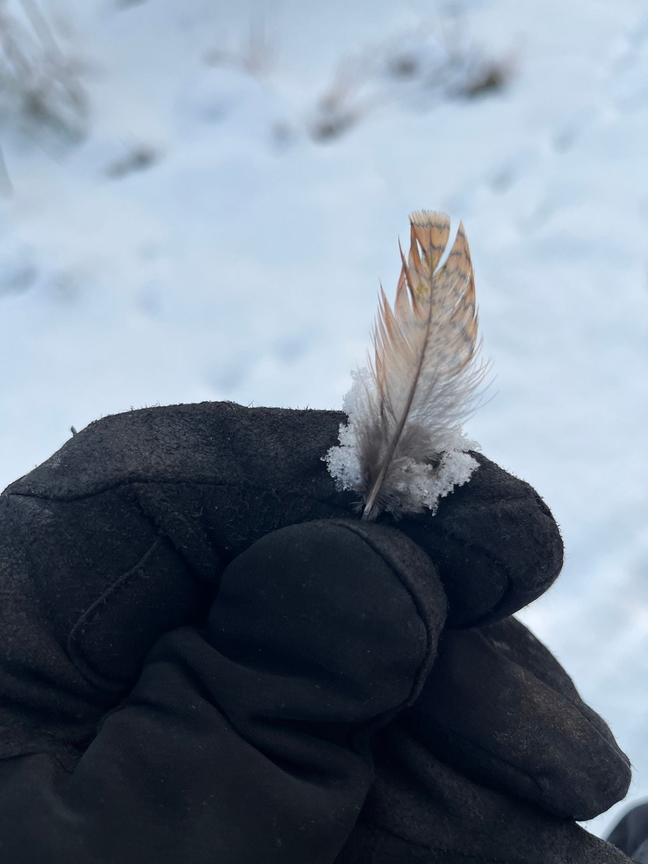 Marco vond een veer van een kerkuil (foto: Marco Geboers).