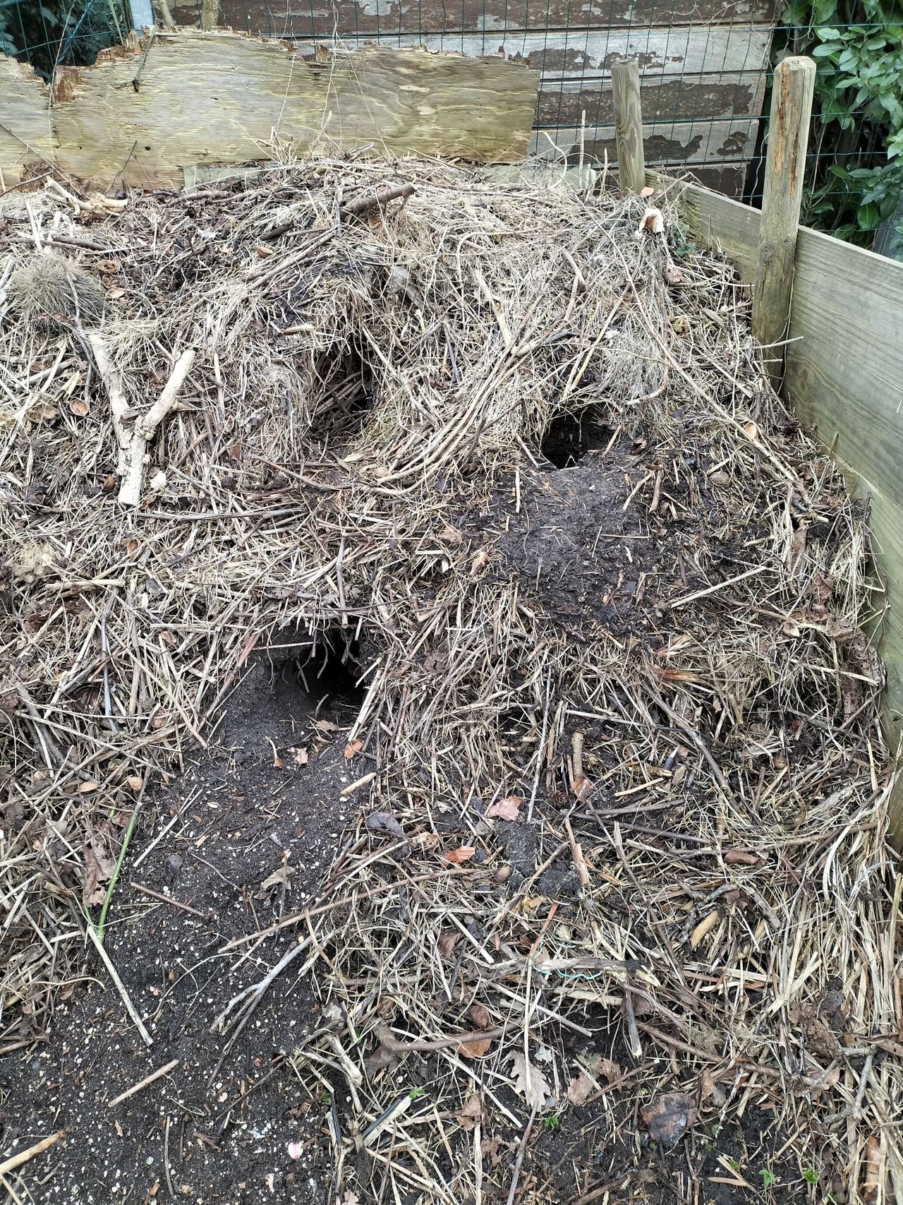Mogelijke ingangen van de holen van ratten (foto: Ria Jans).