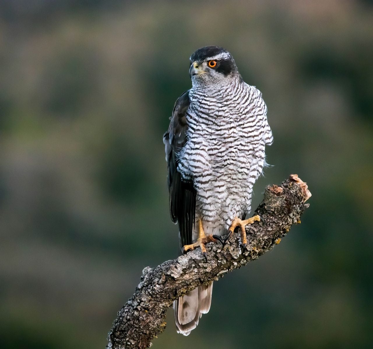 Een havikmannetje (foto: Saxifaga/Bart Vastenhouw).