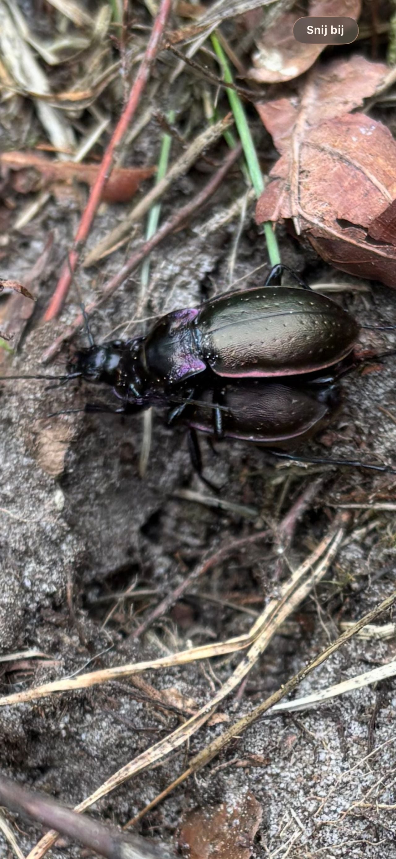 Een tuinschallebijter (foto: Kevin Backx).