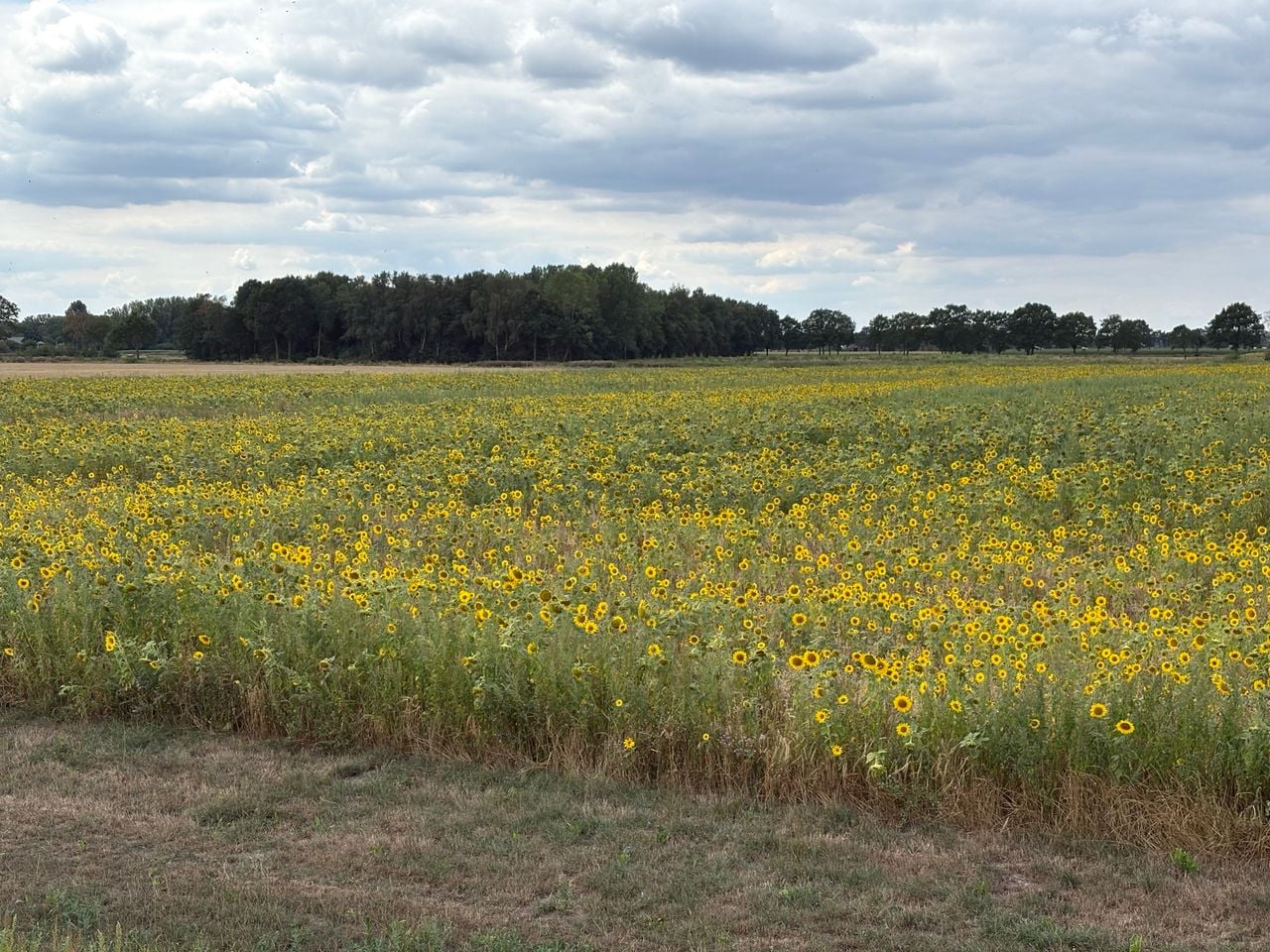 Het is een prachtig gezicht, al die gele bloemen bij elkaar (foto: Wilco Zonneveld),