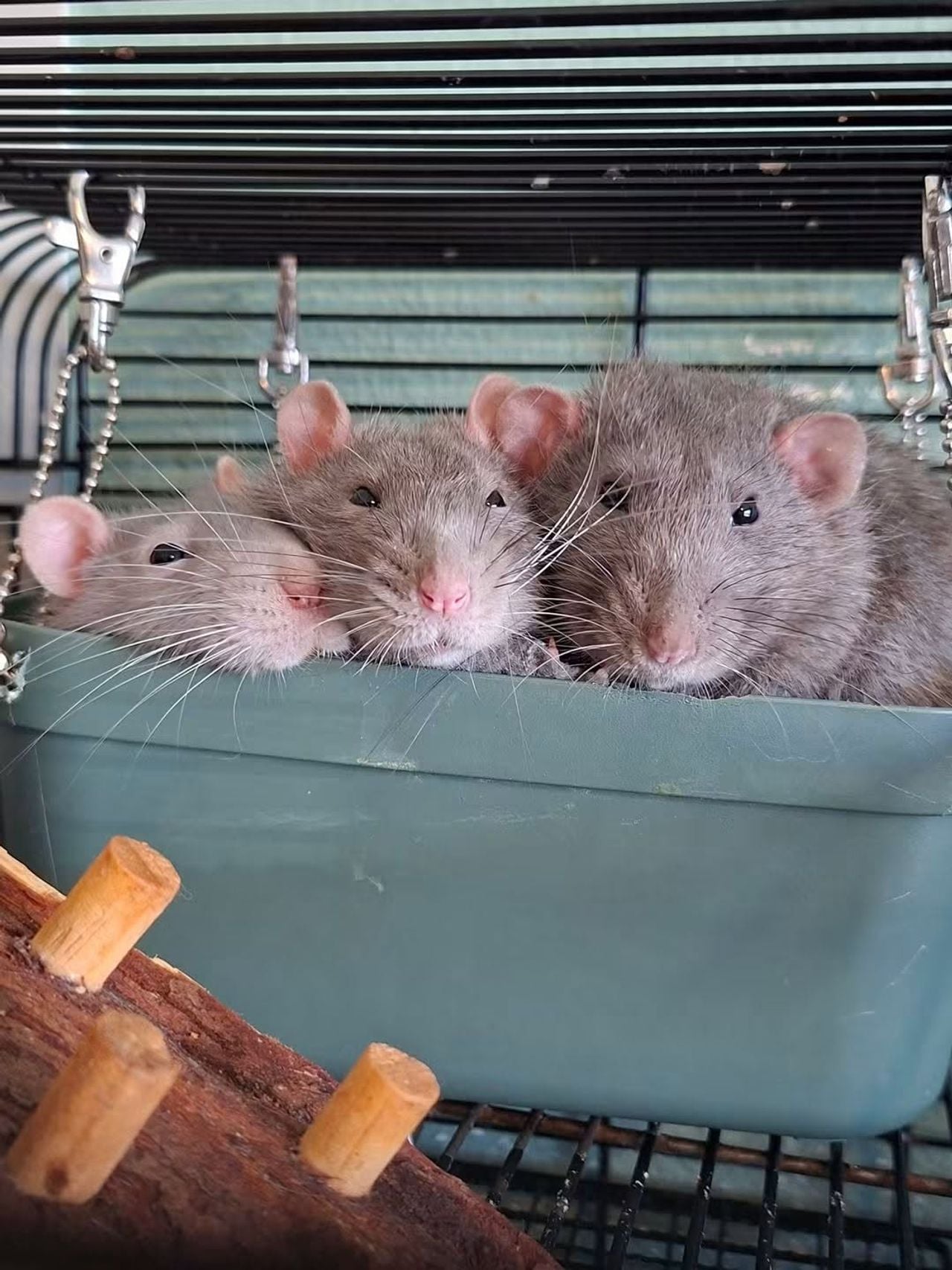 Ratjes Brain, Howie en Houdini (foto: Denise Kruithof).