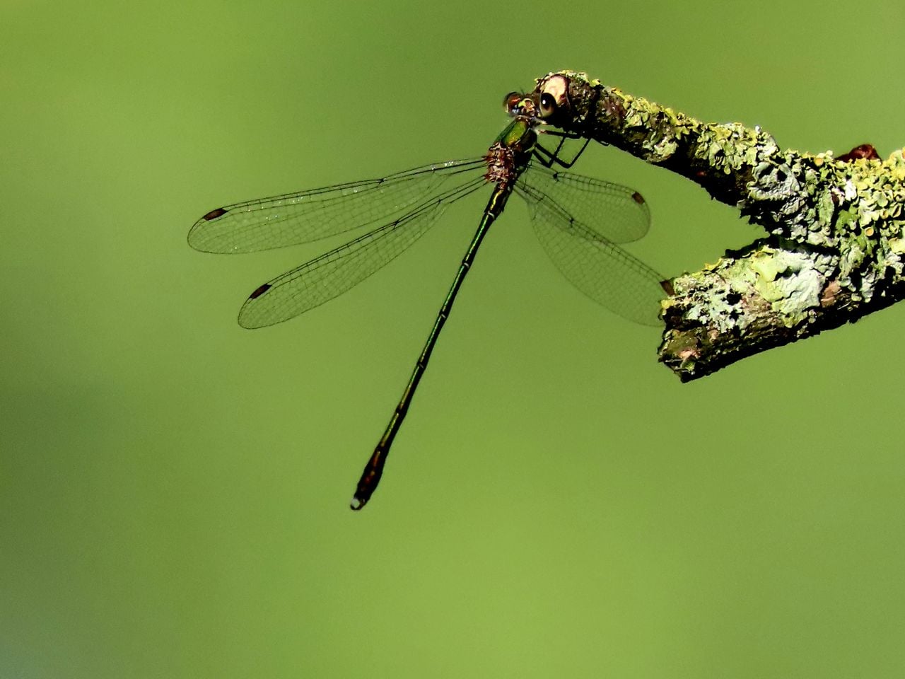 Een houtpantserjuffer (foto: Patricia Smulders).