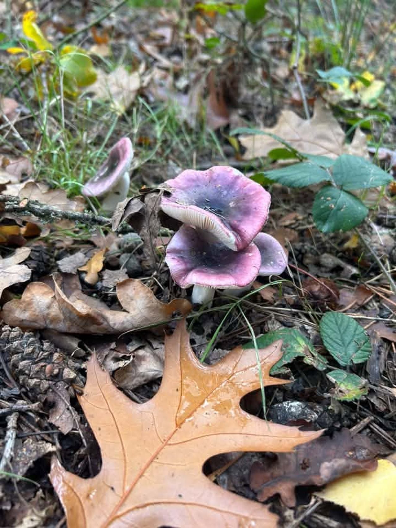 Wat een mooie kleuren (foto: Sylvie Pennings Berkel).