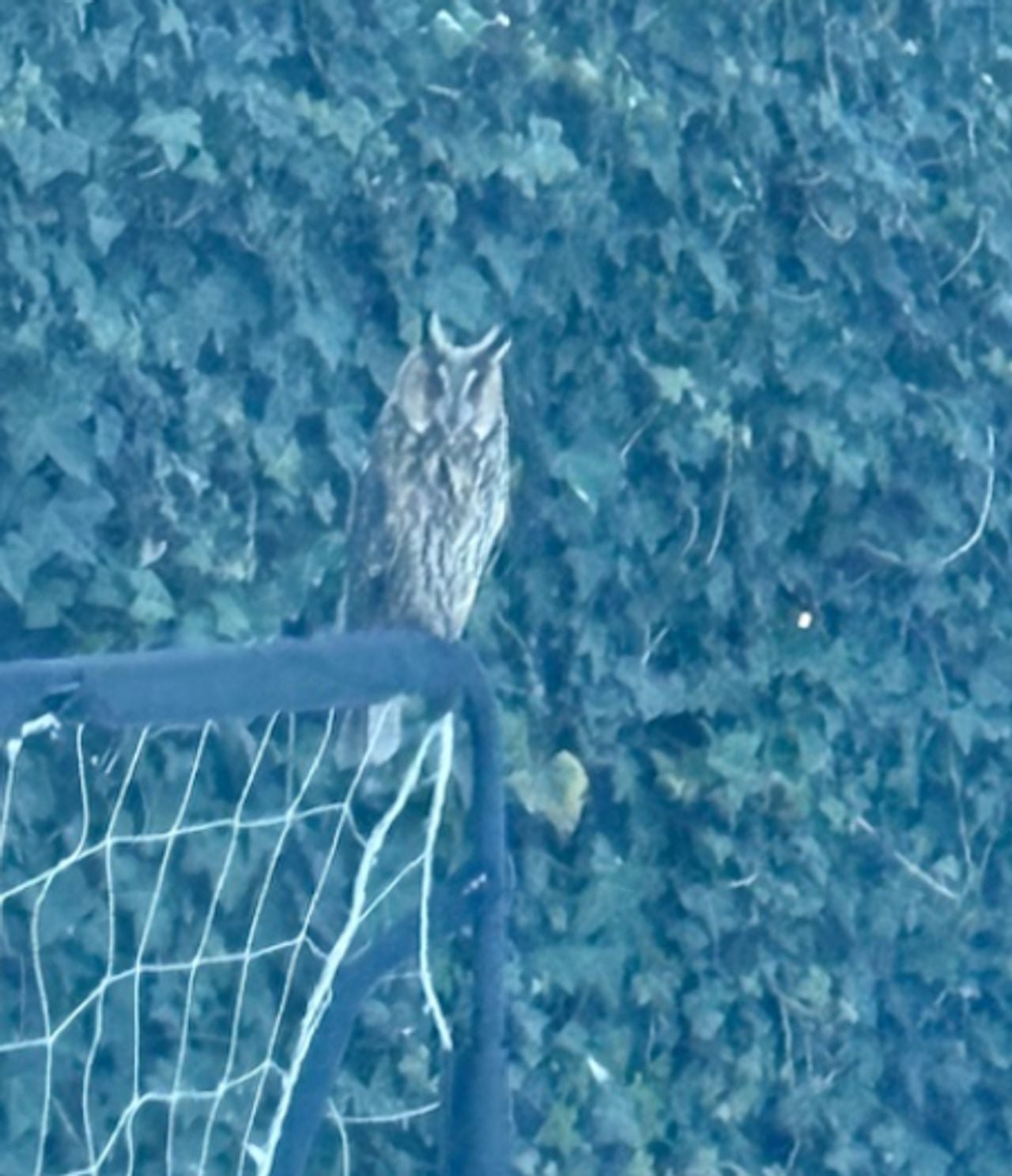 Een ransuil (foto: Femke van der Kooij).