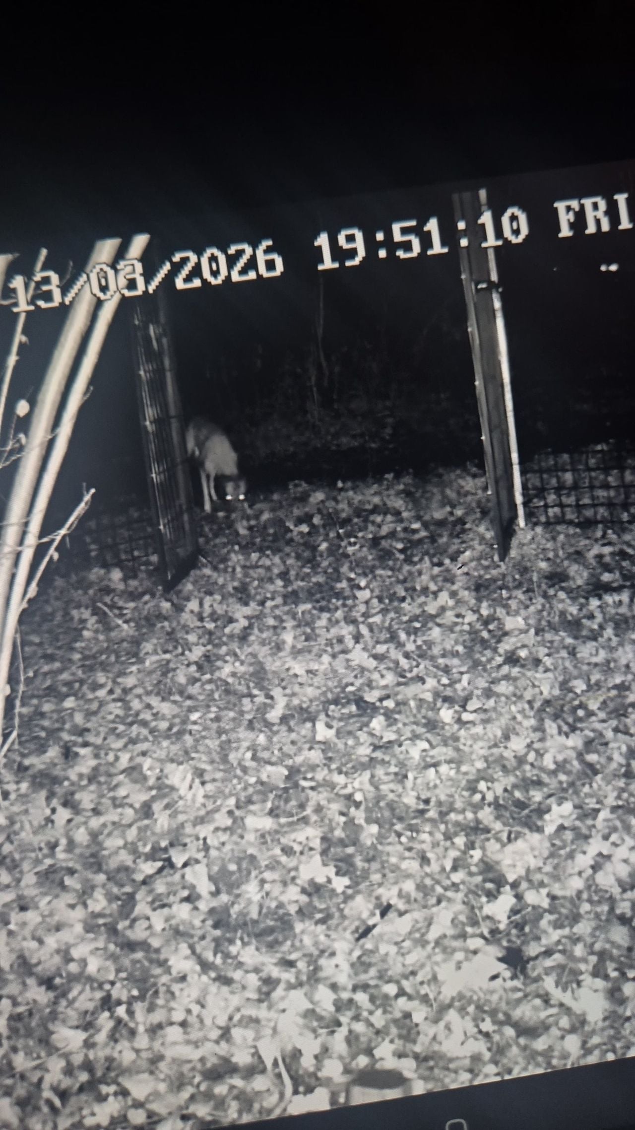 Enkele seconden vooradat Nilla in de Missy Trap stapt (foto: Hondenzoekteam Tilburg).