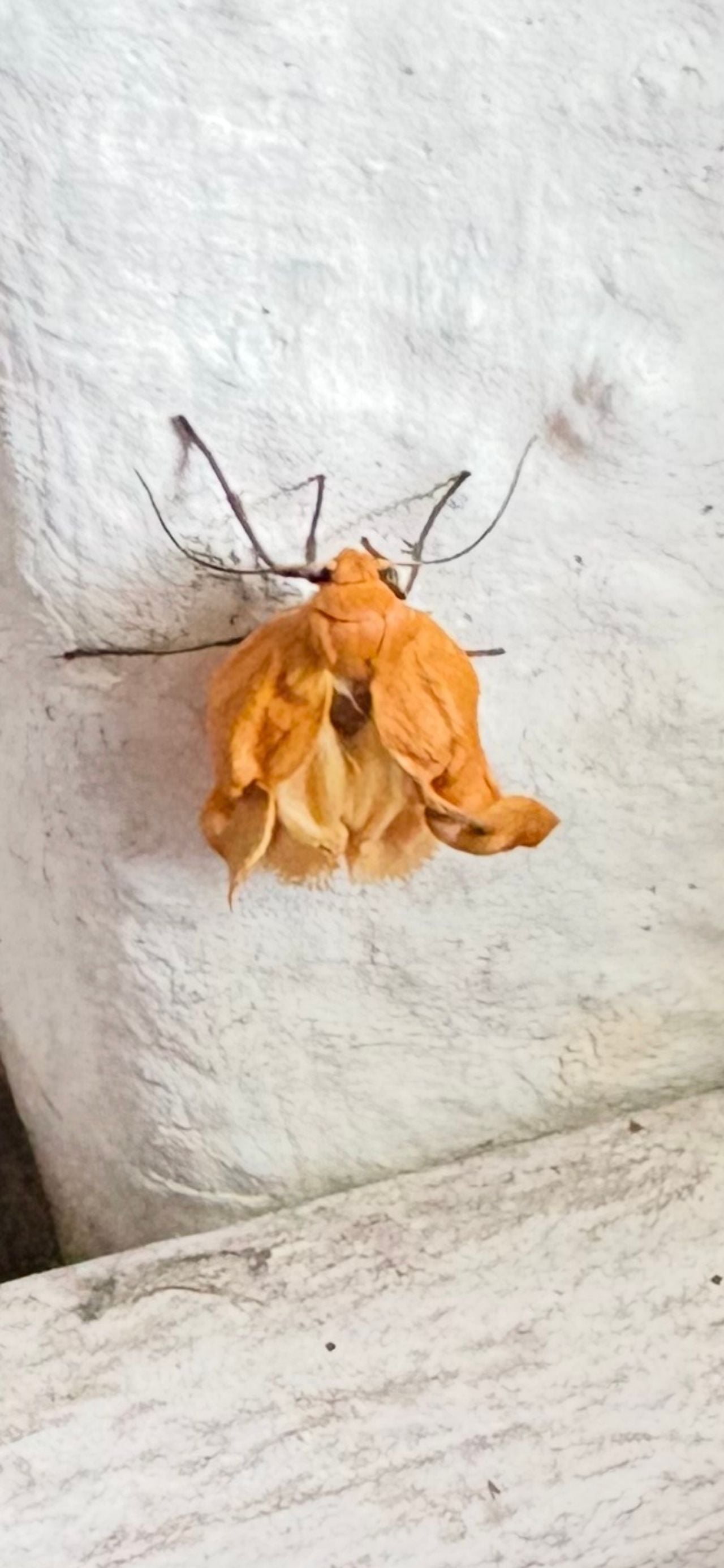 Een geel beertje (foto: Hannie Schoenmakers).