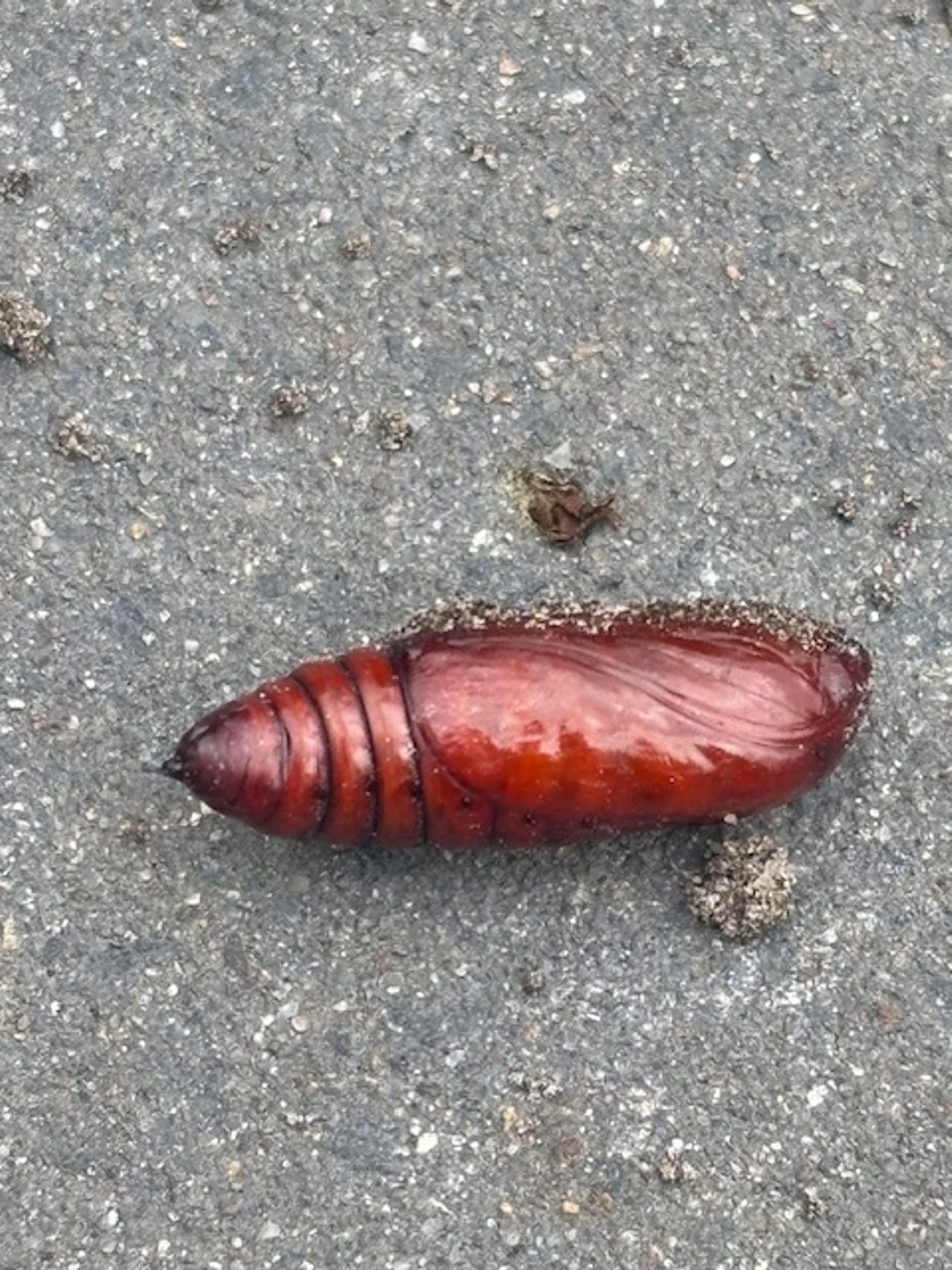 Een vlinderpop (foto: Guido Min).