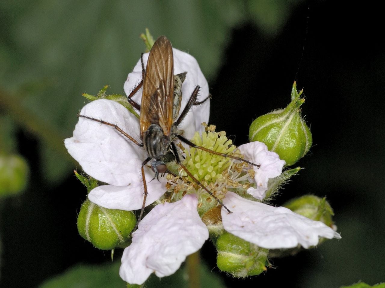 Een grote dansvlieg (foto: Saxifraga/Ab H. Baas).