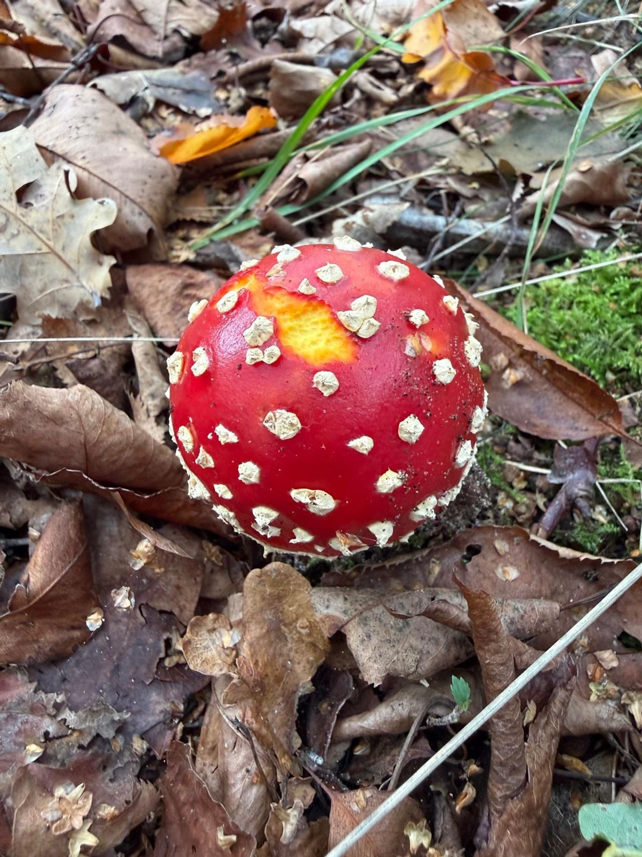De klassieker onder de paddenstoelen (foto: Gerry van Schendel).