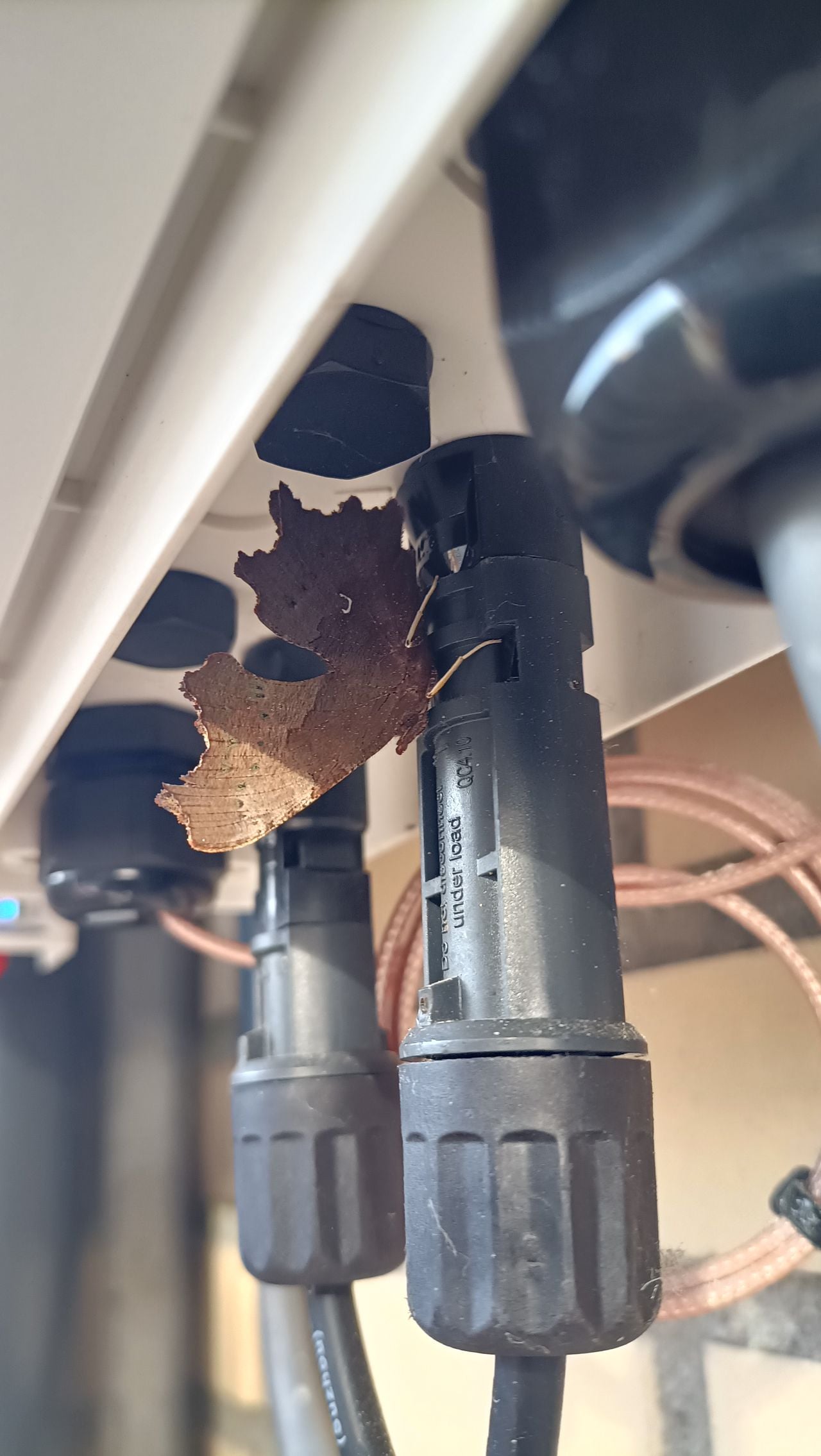 Een gehakkelde aurelia.(foto: William Wiericx).