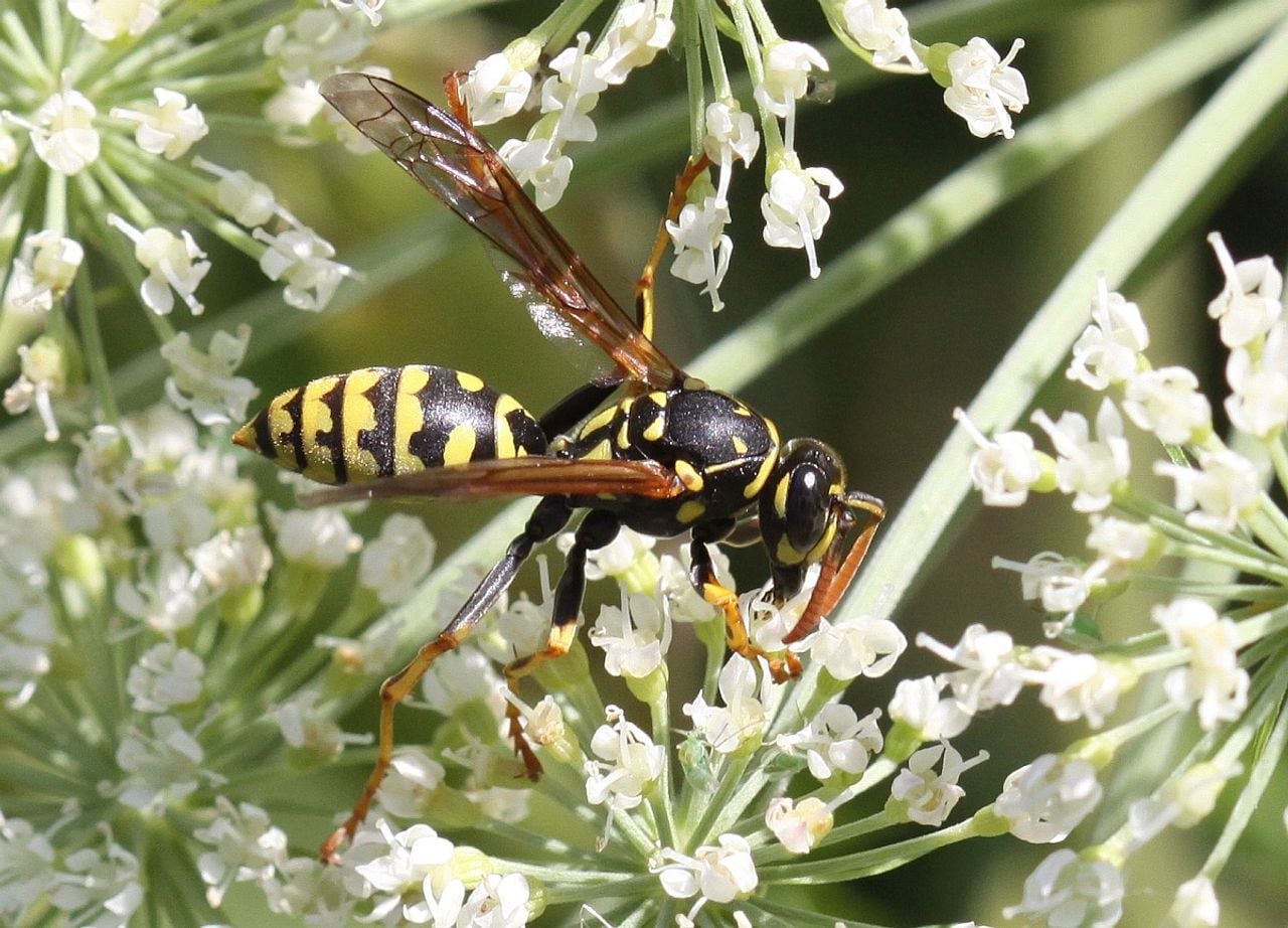 Een Franse veldwesp nectar aan het drinken (foto: Saxifraga/Peter Meininger).