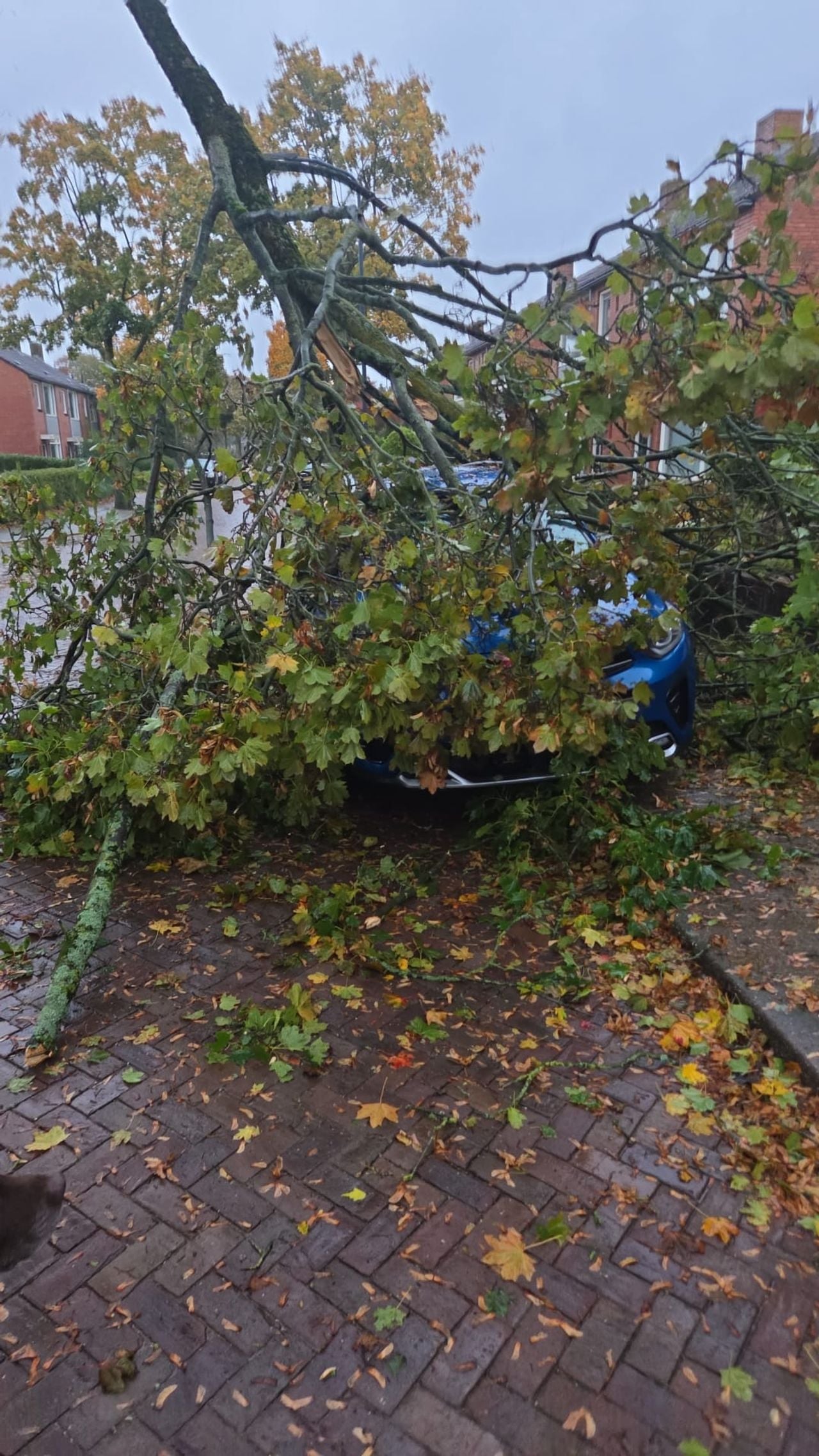 De boom stond aan de overkant van de weg (foto: omstander).