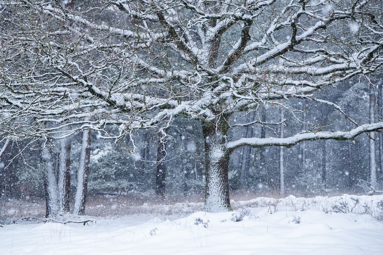 Sneeuw op de Kampina (foto: Laura Vink).