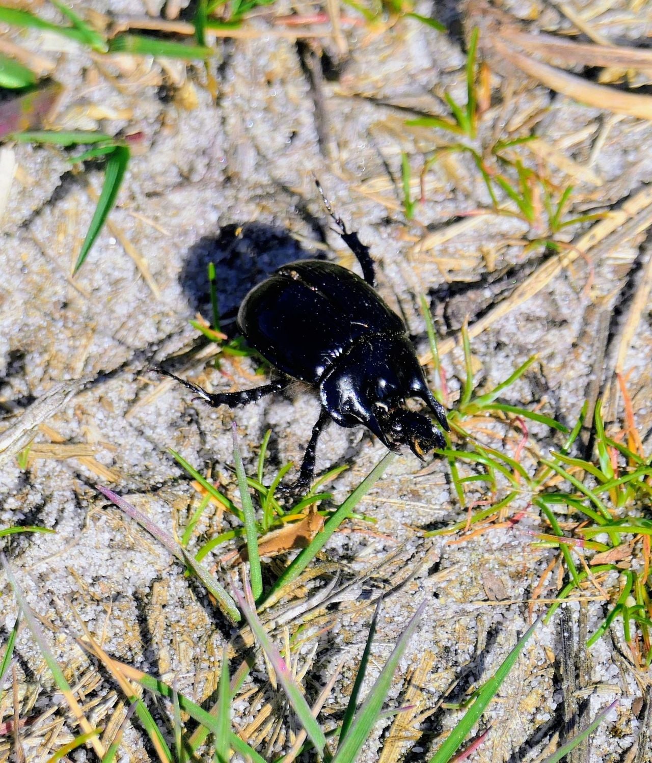 Een driehoornmestkever (foto: Marianne Wijten).