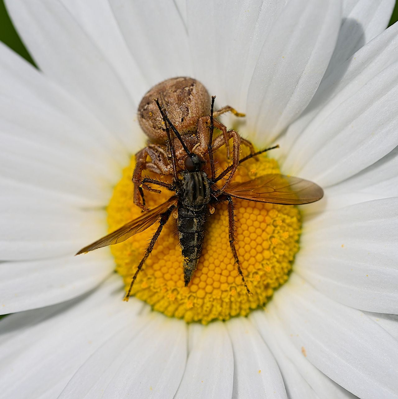 Een grote dansvlieg, gevangen door een boskrabspin (foto: Alex van den Akker).