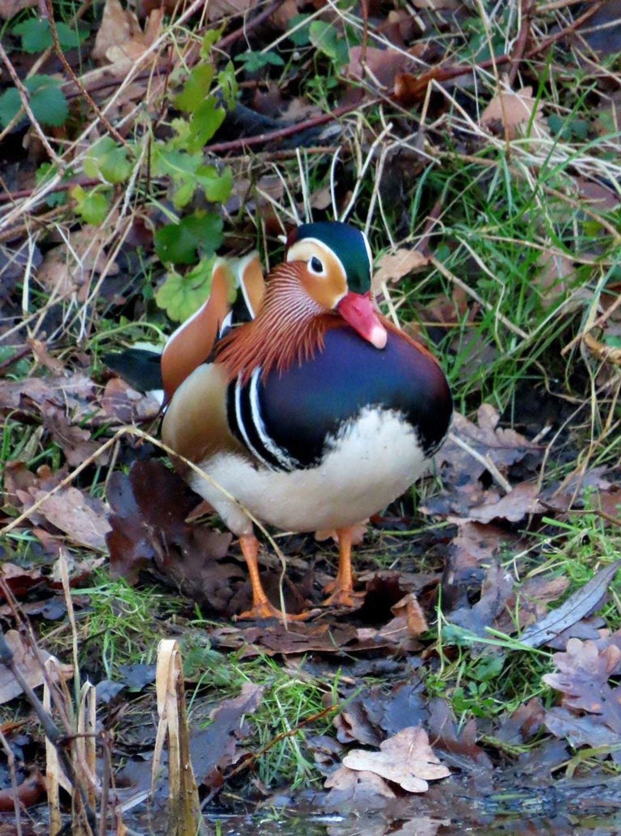 Een mannetje van de mandarijneend (foto: Patricia Smulders).