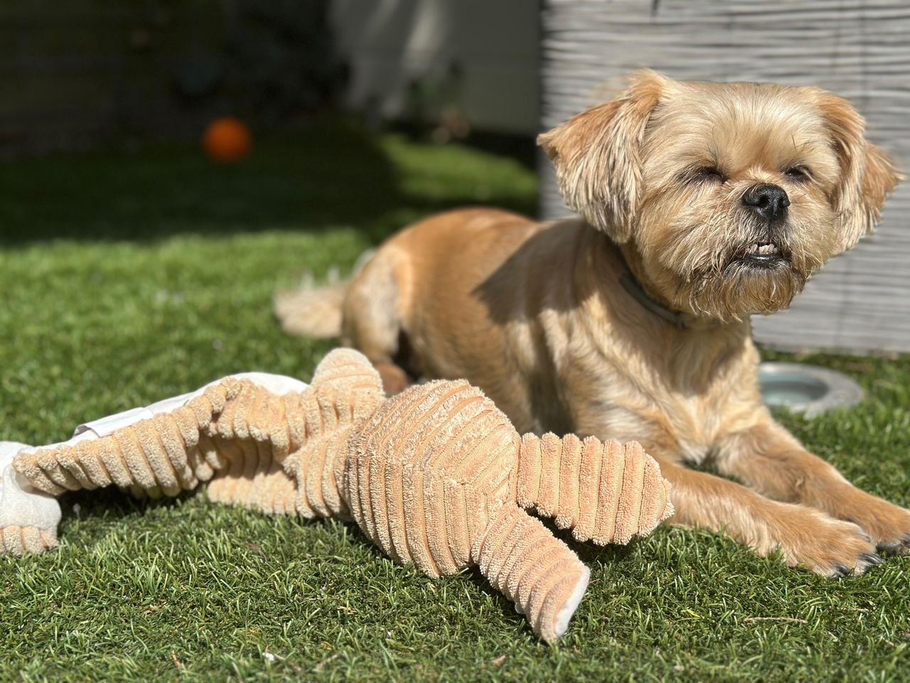 Ilona's trouwe viervoeter (eigen foto).