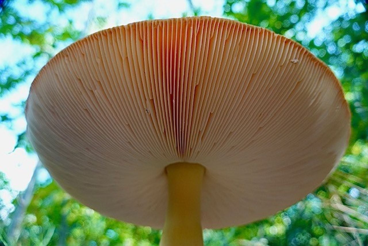 Aline heeft nog even onder deze paddenstoel gekeken, maar de kabouter was echt niet thuis (foto: Aline Maurer).