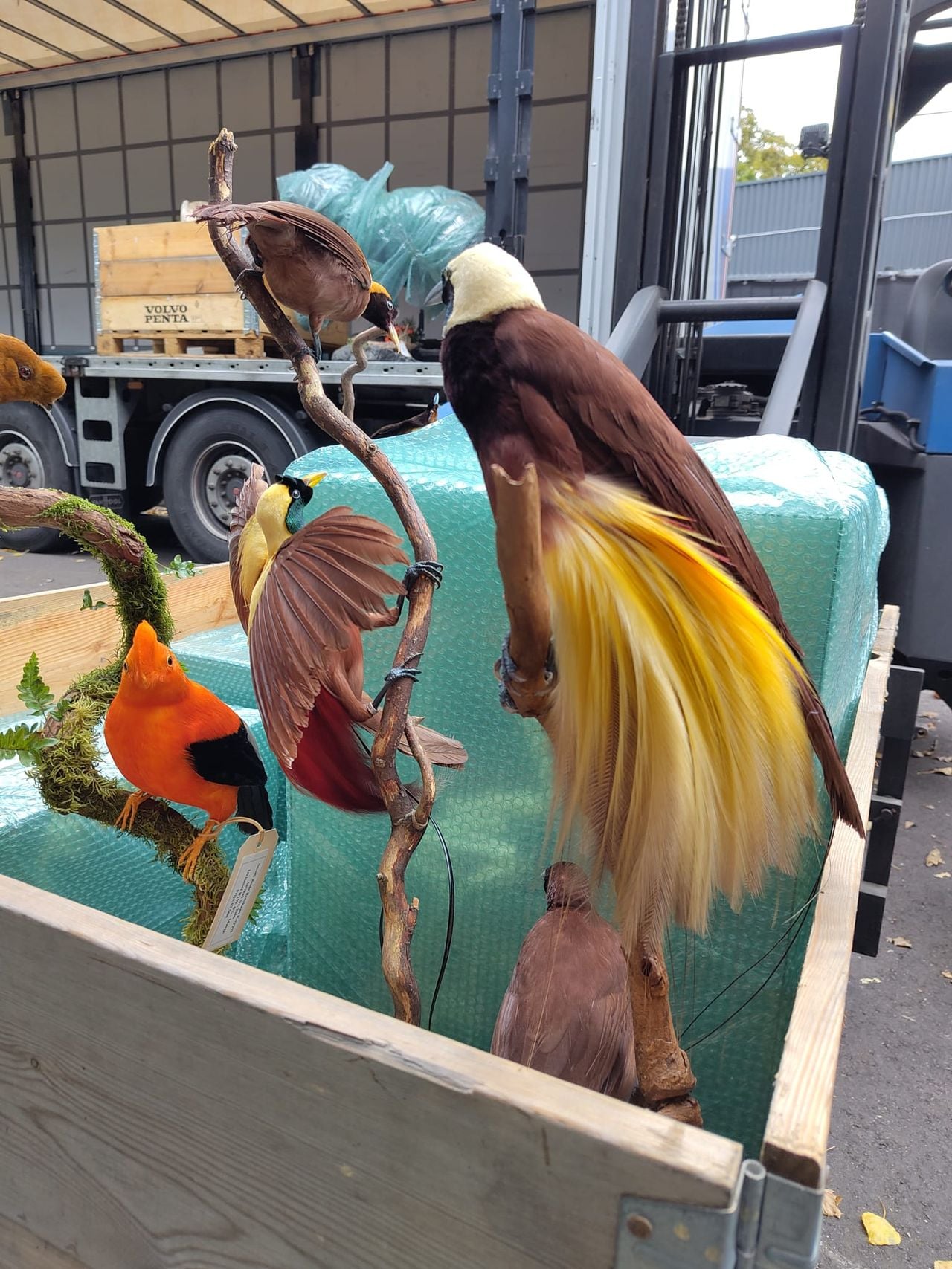 De inspectie vond ook rotshanen en paradijsvogels