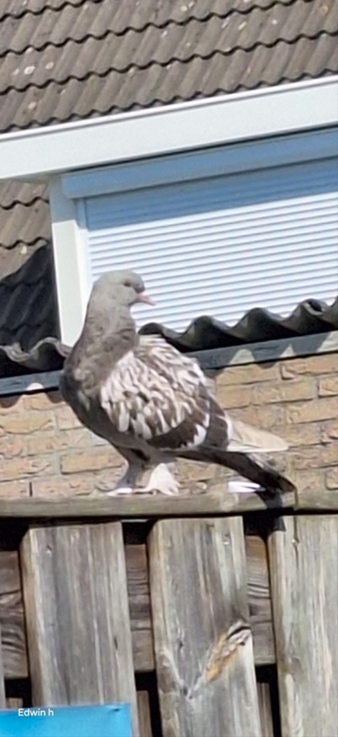 Turkse takia met vraagteken (foto: Ed Hultermans).