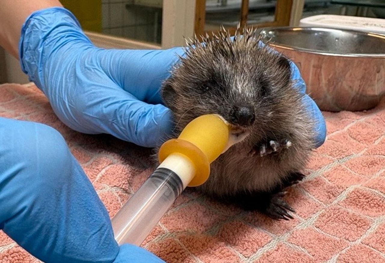 Jonge egel krijgt melk in het vogelrevalidatiecentrum in Zundert (foto: Ruud Ritzen).
